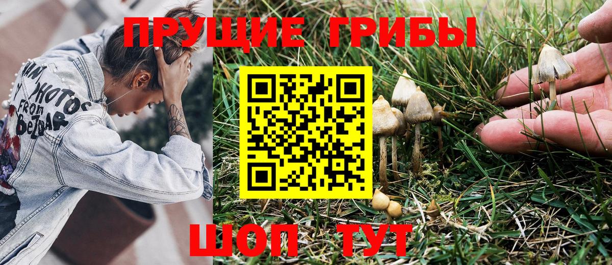 Тавда  Псилоцибиновые грибы Psilocybine cubensis  Вход с VPN 